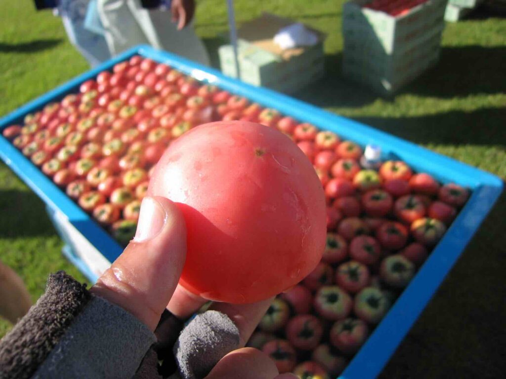 ゴール地点ではトマトの配給があった