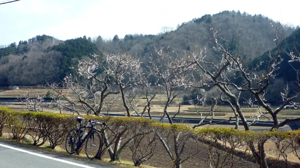 里山には梅も咲いていた