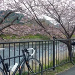 河津川と河津桜