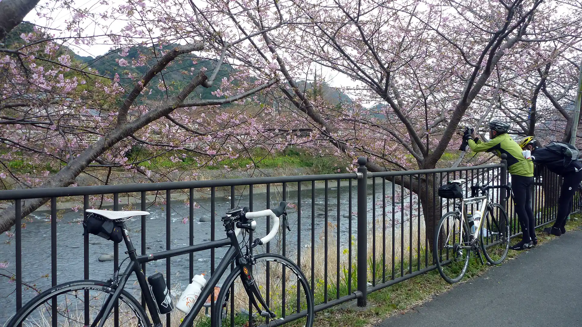 河津川と河津桜