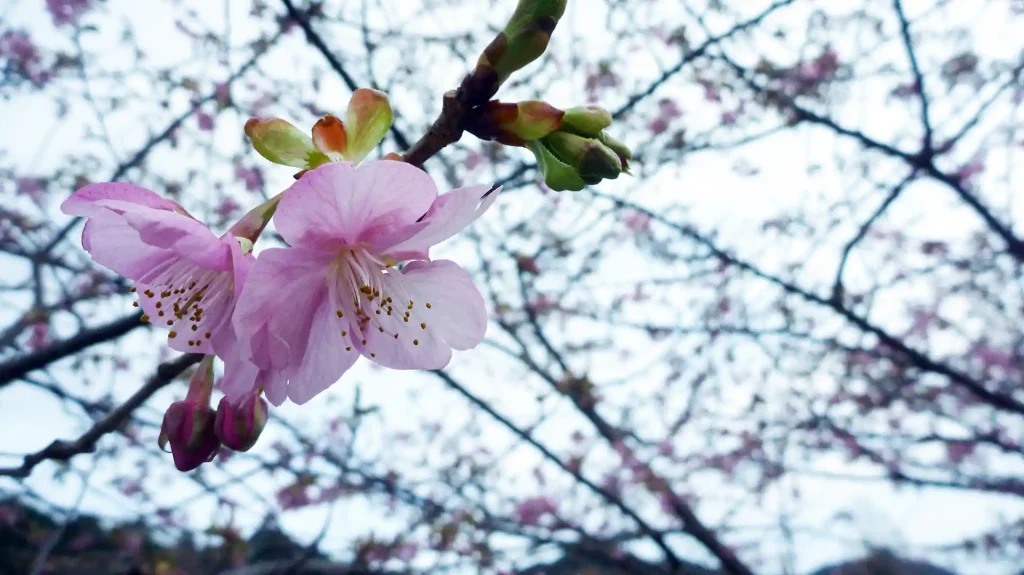 河津桜