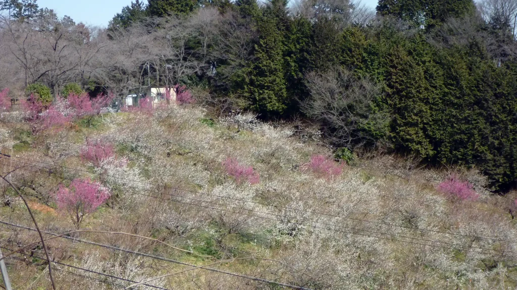 城山湖にある梅園
