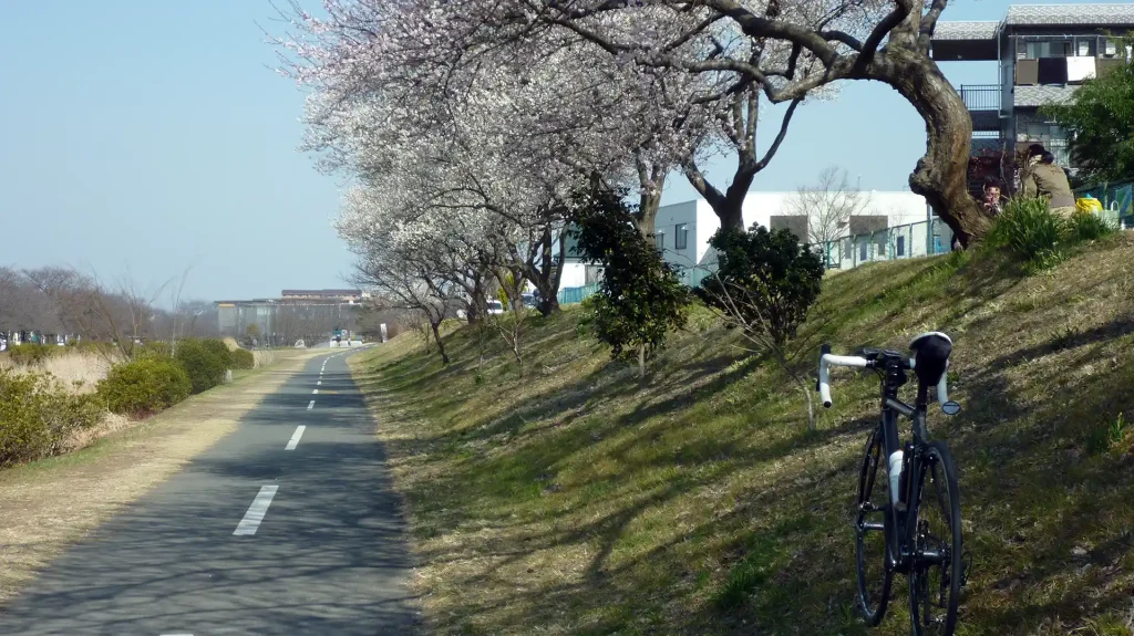浅川は一部、桜が咲いていました