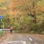 八甲田山への上り口にあるブナ林の紅葉