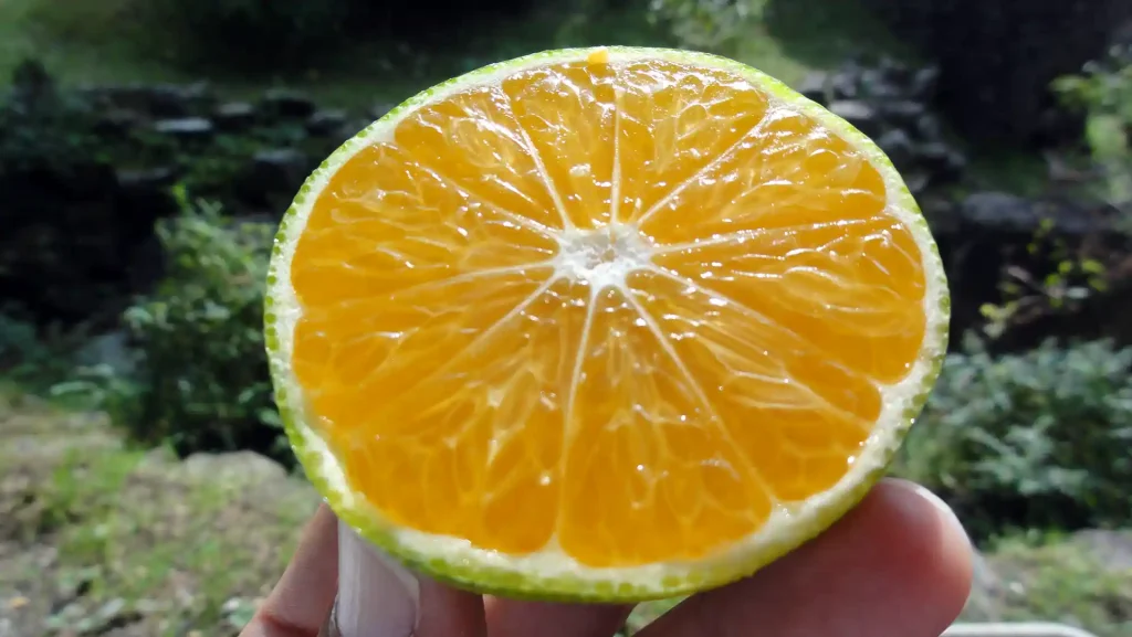 秋を感じる果物