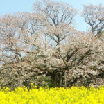 五分咲きの２０１９年の吉高の大桜