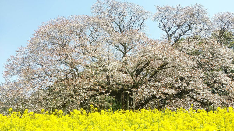 五分咲きの２０１９年の吉高の大桜