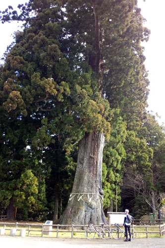 清澄寺の大杉　天然記念物