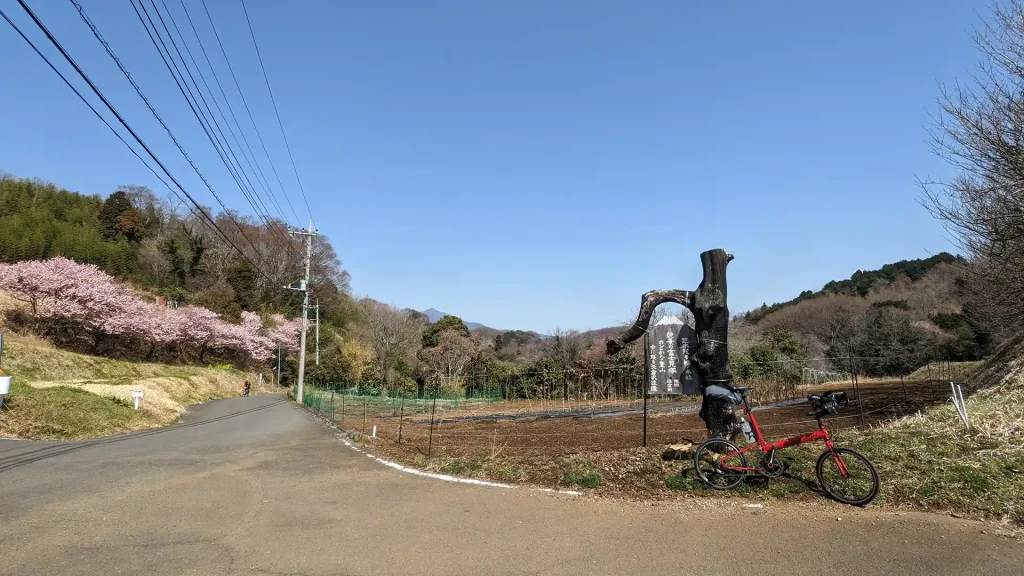 09:大井町篠窪にある不思議な形の木の案内板