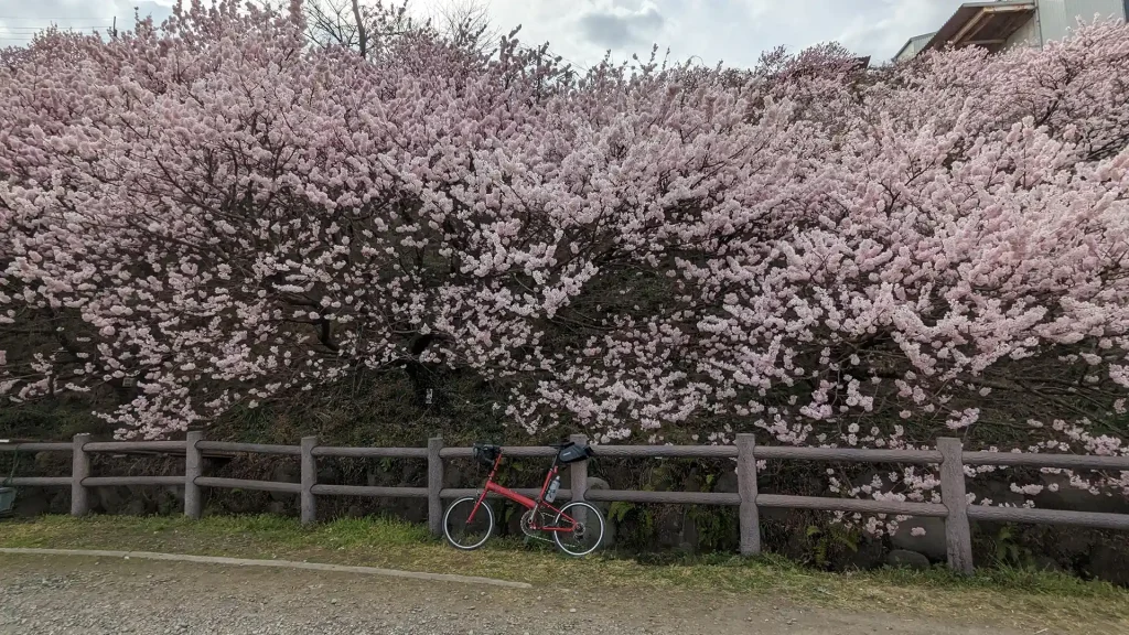 23:一ノ堰ハラネの桜