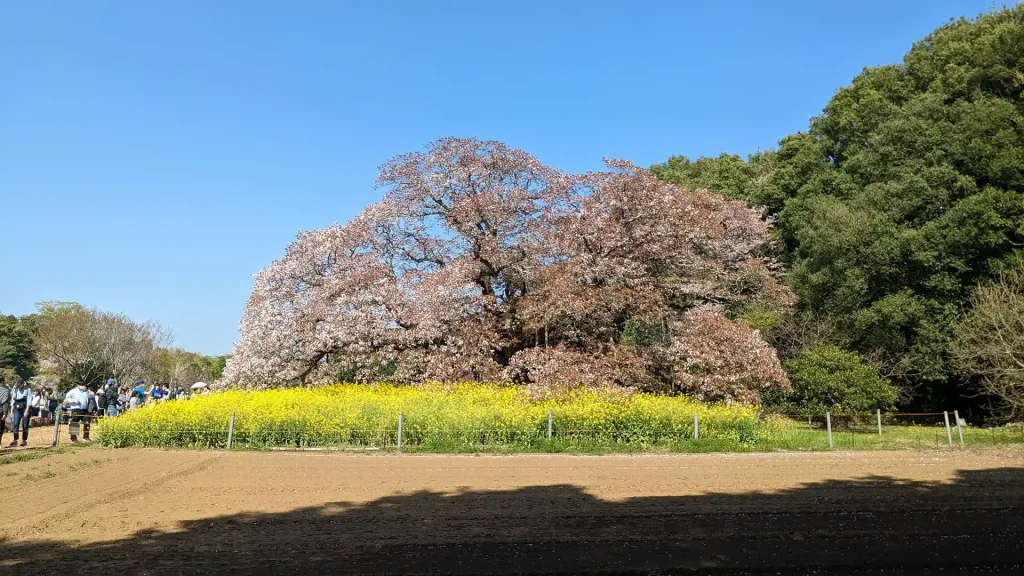 19:吉高の大桜