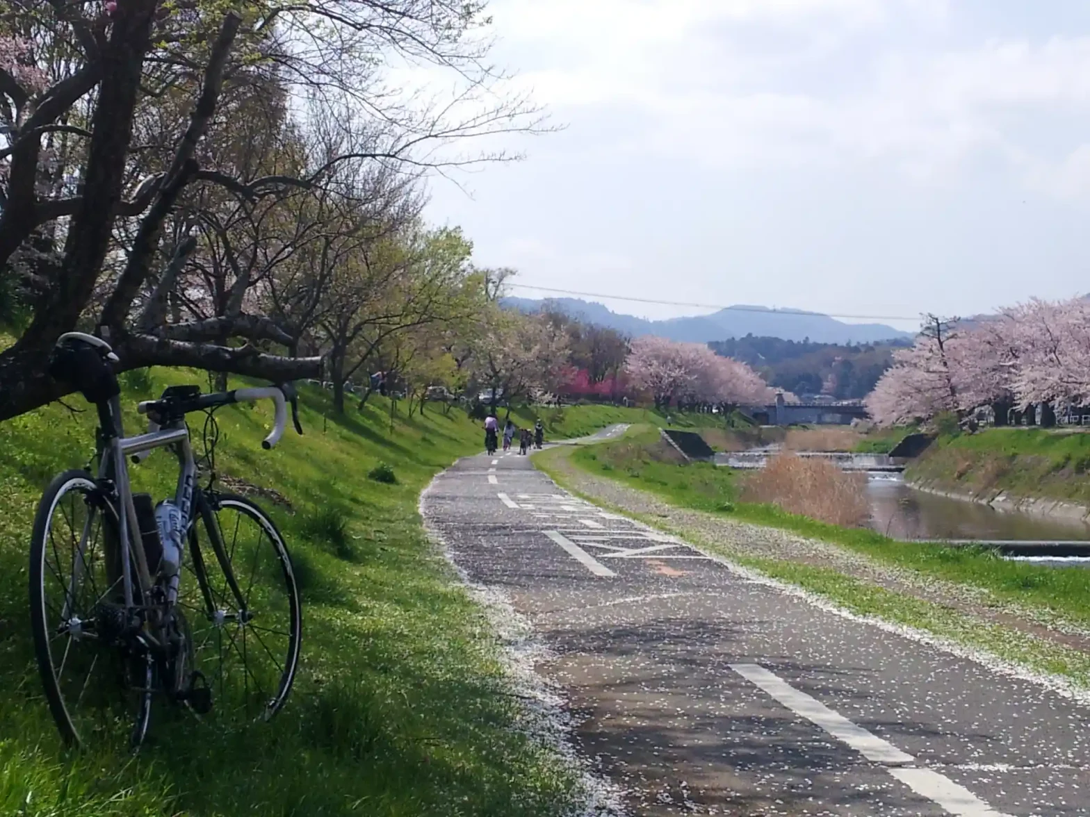 春爛漫♪ 浅川サイクリングロードで大垂水峠＆花見川で吉高の大桜