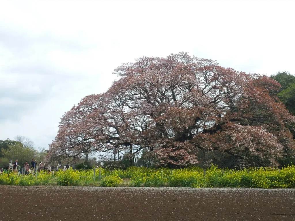 2013年の吉高の大桜