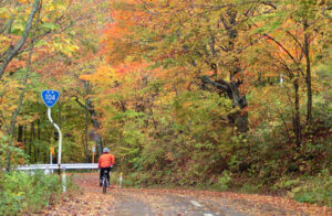 八甲田山への上り口にあるブナ林の紅葉