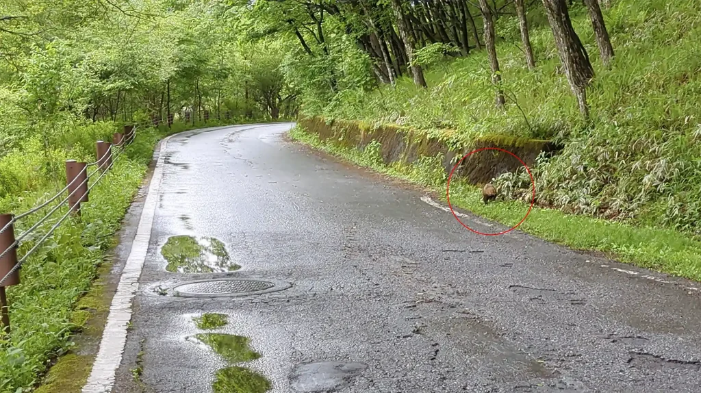 1-09：狸がいた