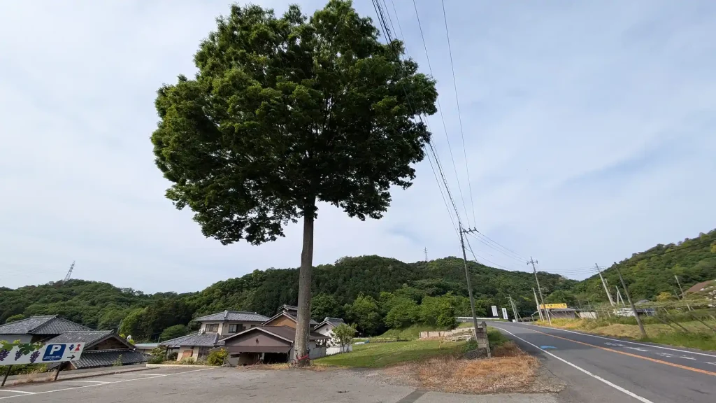 02:ぶどう通りの大きな木