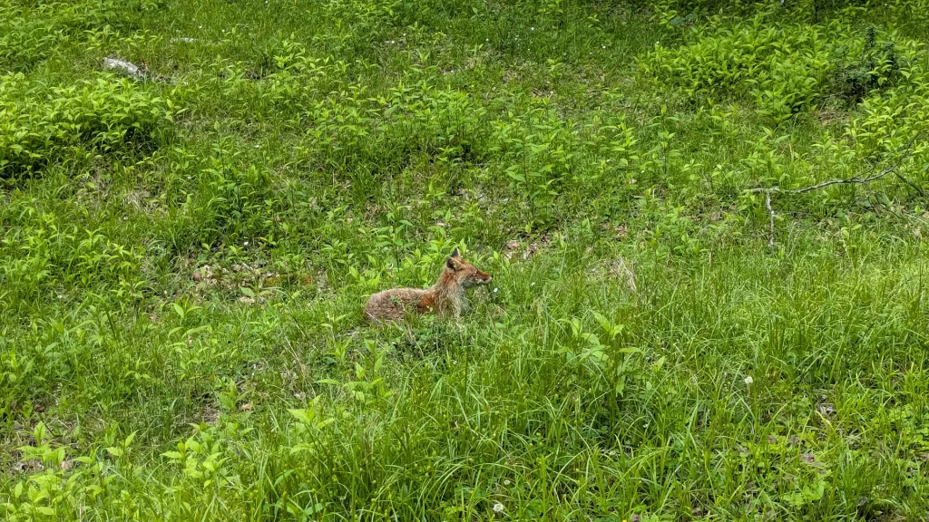 1-13：キツネがいた