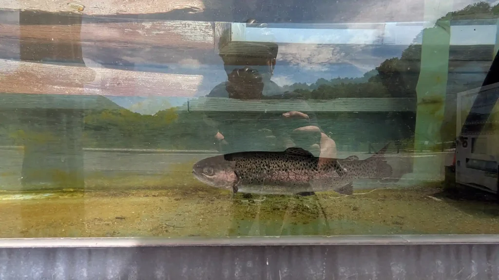 湯ノ湖で釣れるマス