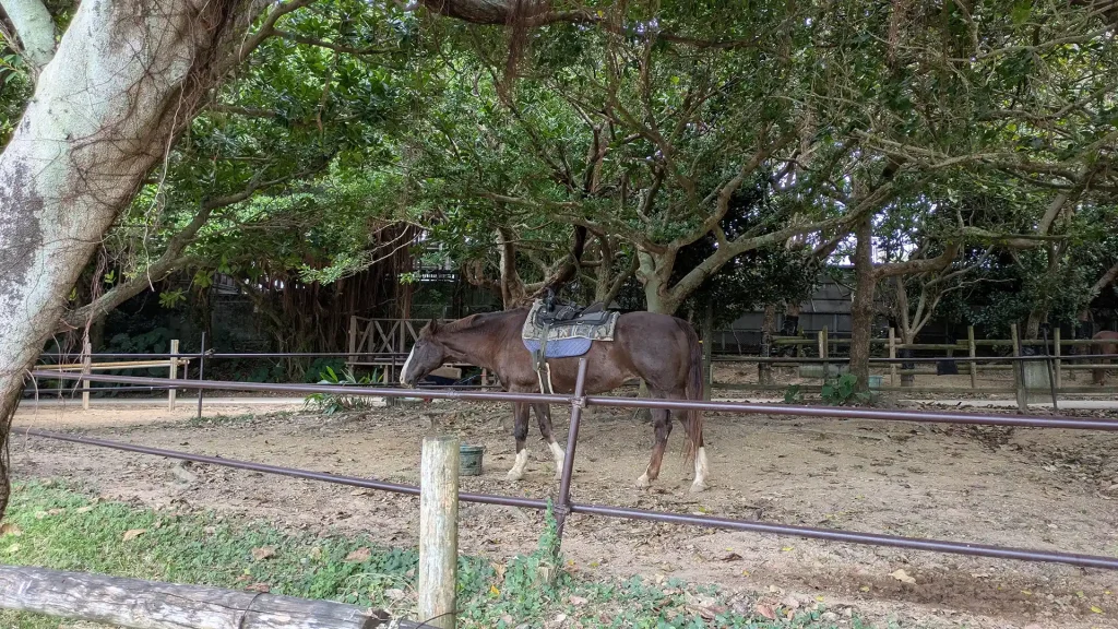 13-11：おきなわ乗馬倶楽部