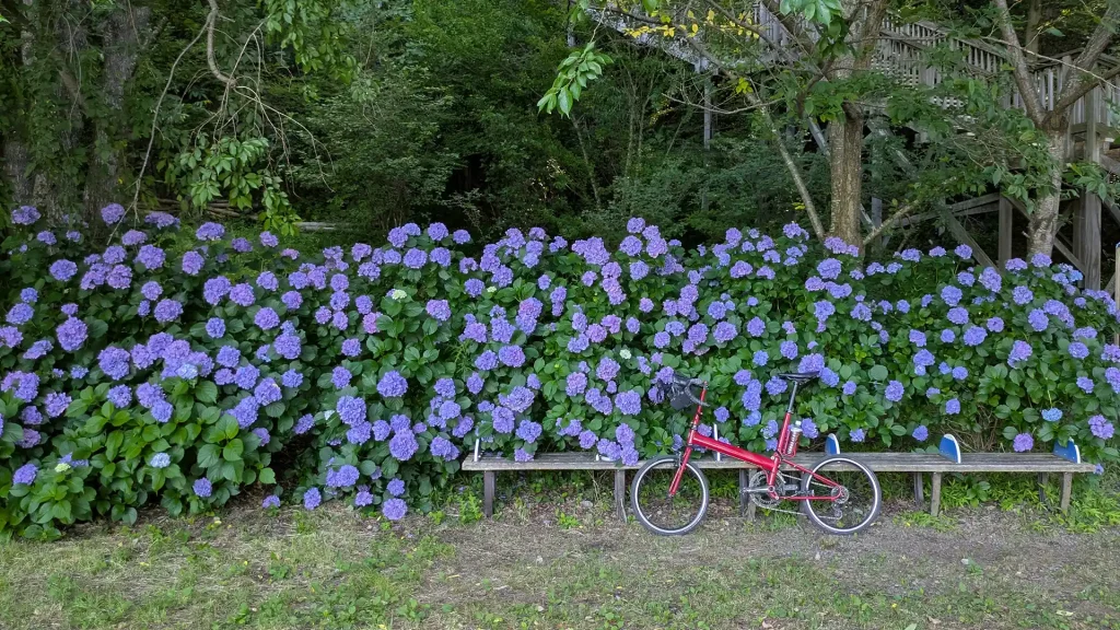 12：奥河口湖さくらの里公園