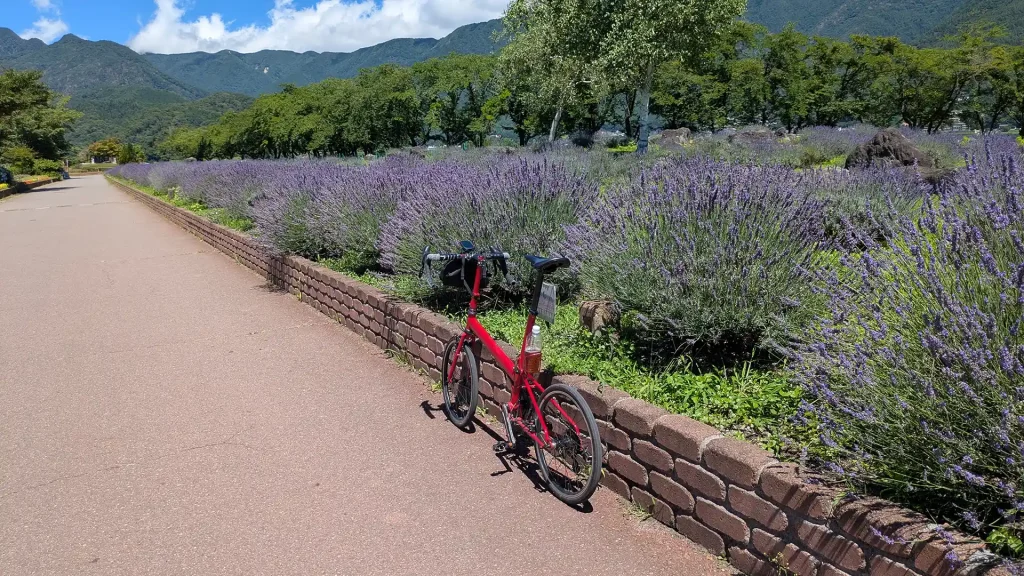 27：ラベンダーの花畑（八木崎公園）