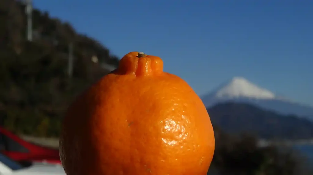 ぽんかん