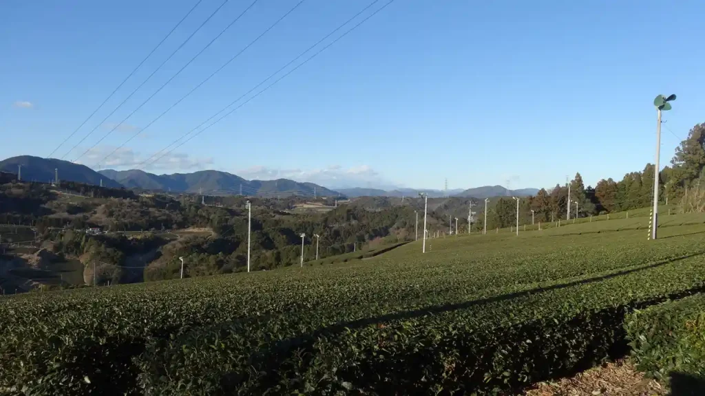 茶畑