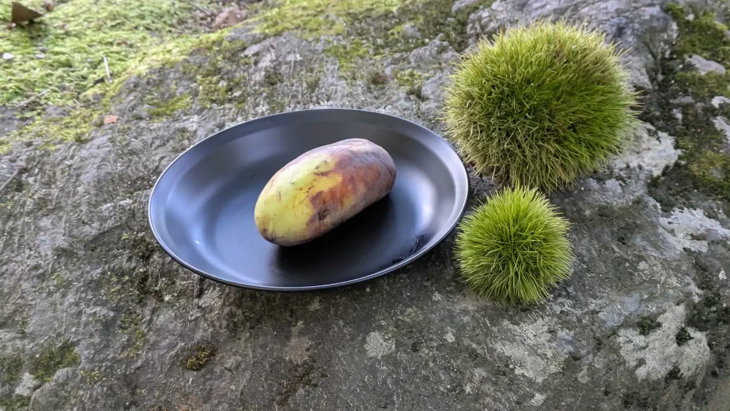 キャンプ場の管理人さんにいただいたポポー