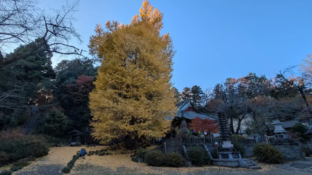 4-40：樹齢700年と言われる大銀杏