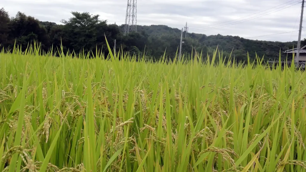 ときがわ町のお米