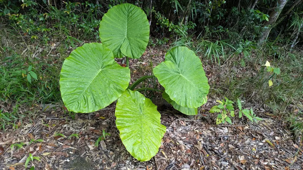 クワズイモの葉