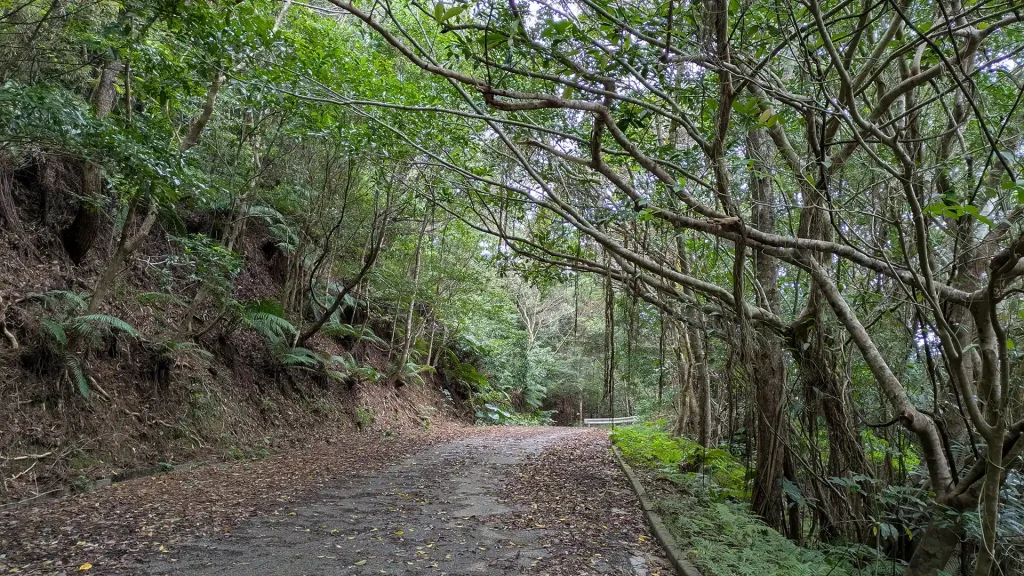 1-15:蔦が垂れ下がる樹木