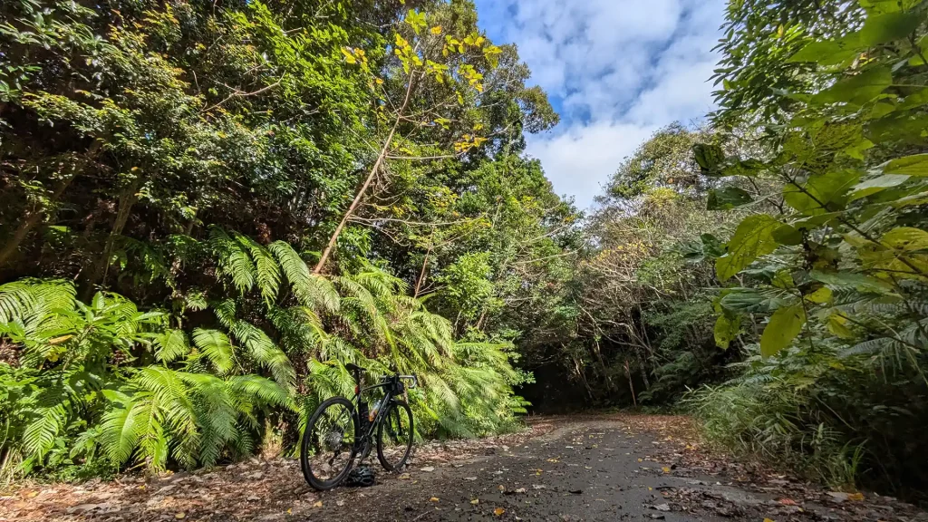 1-18:シダが生い茂る大国林道