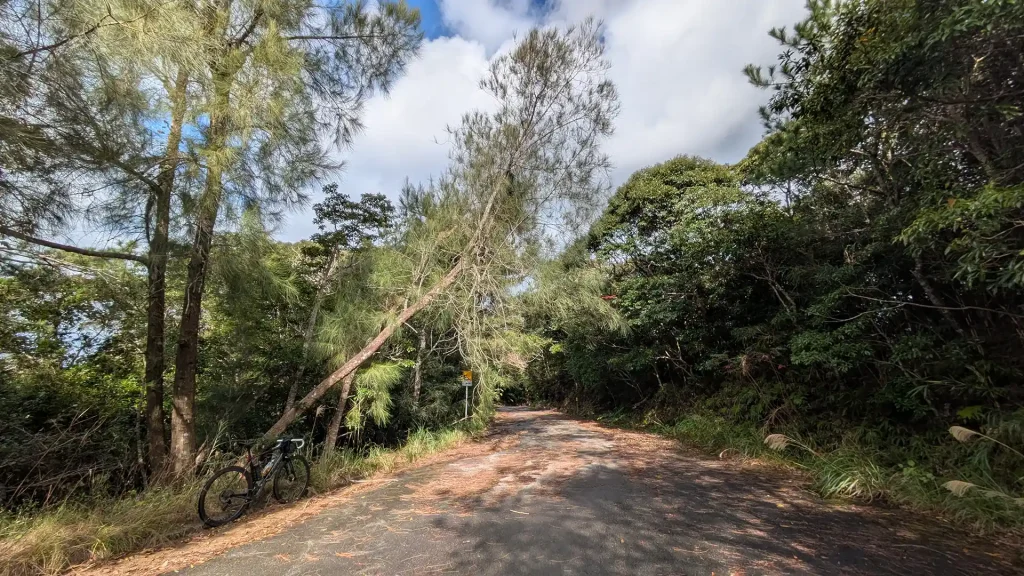 1-19:大国林道の倒れそうな大木