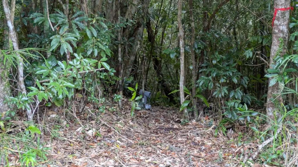 マングース捕獲用の罠