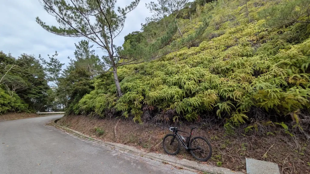 3-08:大国林道に生えるシダ