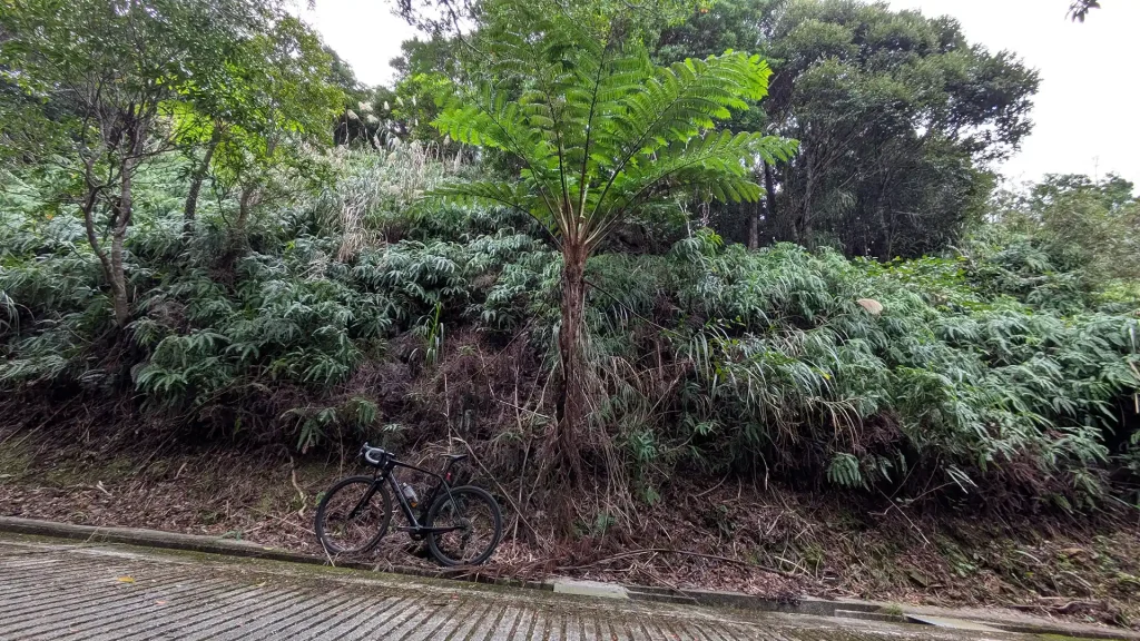 3-10:巨大なシダ ヒカゲヘゴ