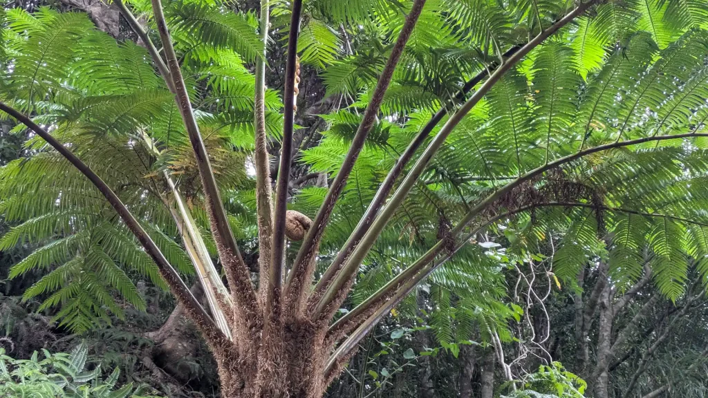 3-10:巨大なシダ ヒカゲヘゴ