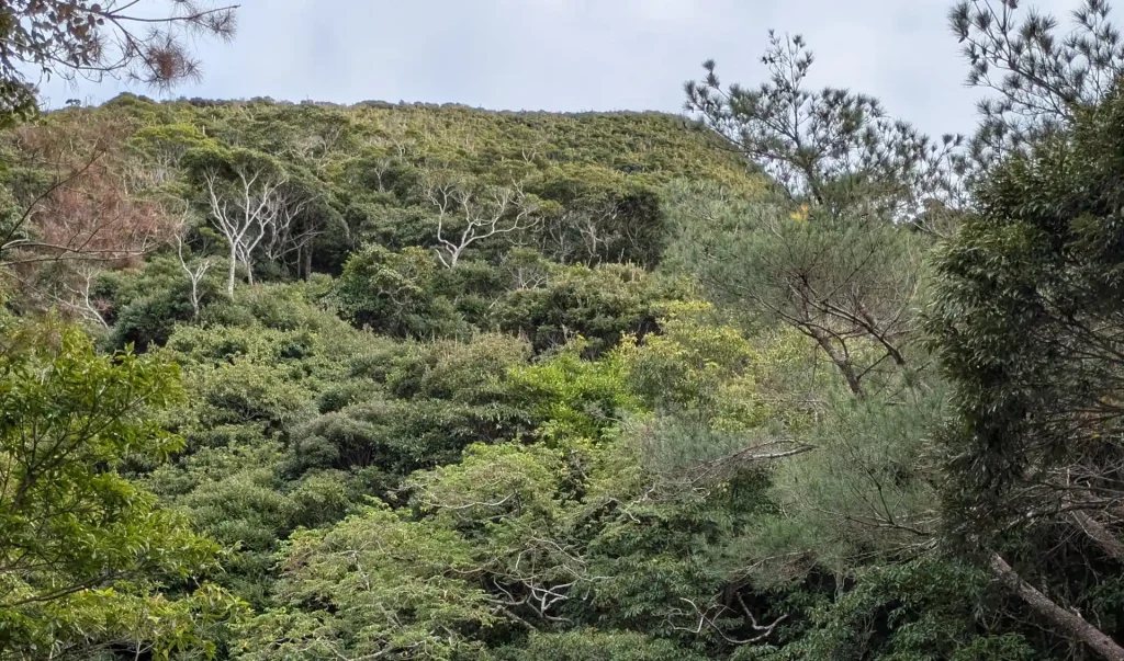 イタジイが茂る森