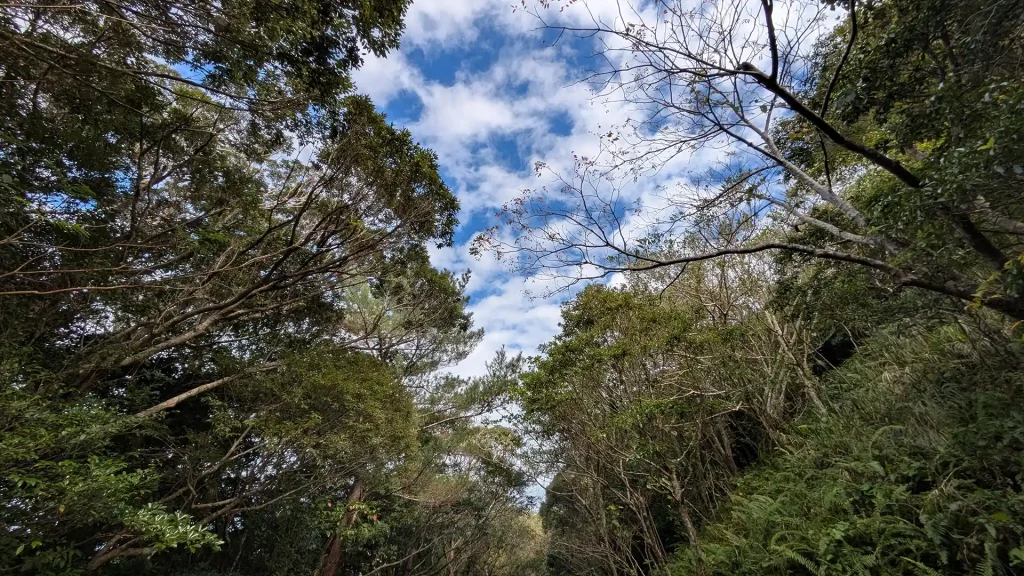 ブロッコリーのようなイタジイ