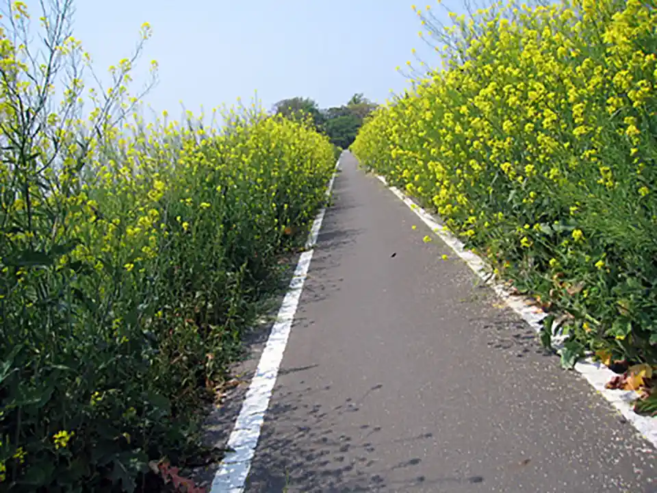 菜の花がいっぱい、虫もいっぱい。