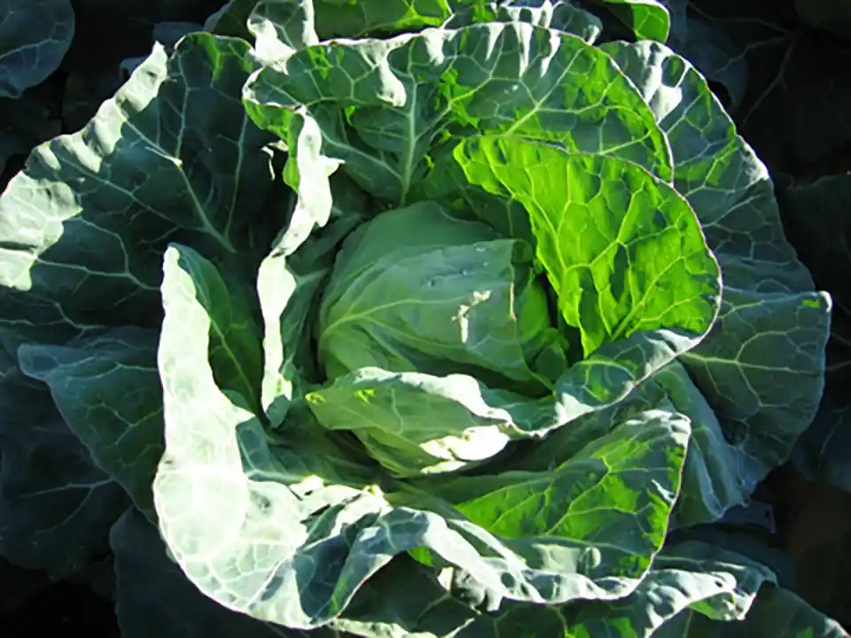 まもなく出荷、三浦の春キャベツ。暖冬のため例年より早いそうでだ。
