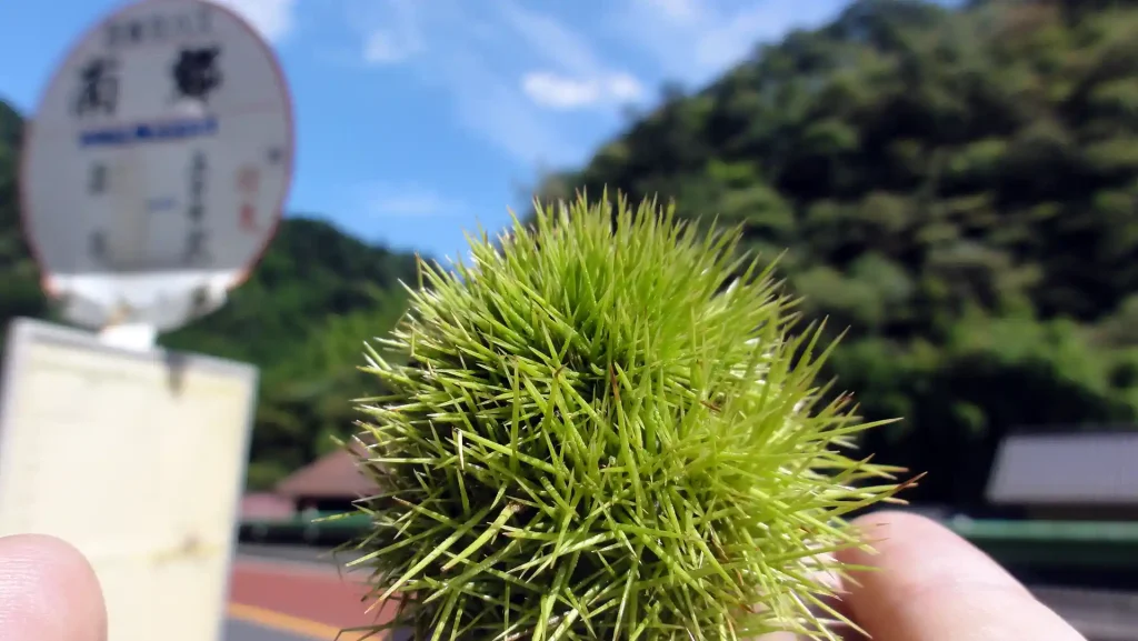 道端に落ちてた栗！