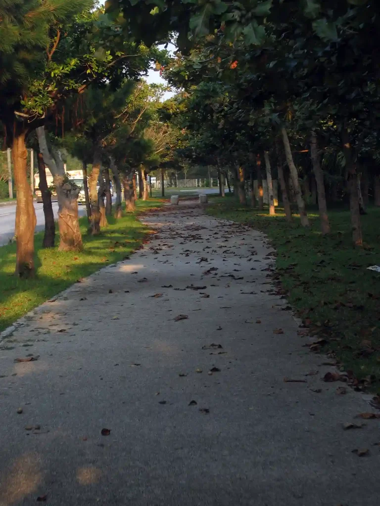 自転車道（専用道ではない）