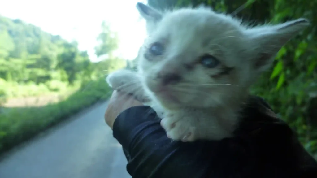 迷い猫？捨て猫？