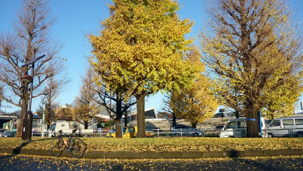 駒沢公園の銀杏並木
