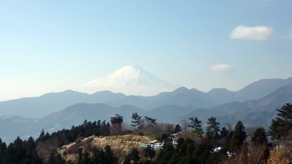 菜の花台と富士山