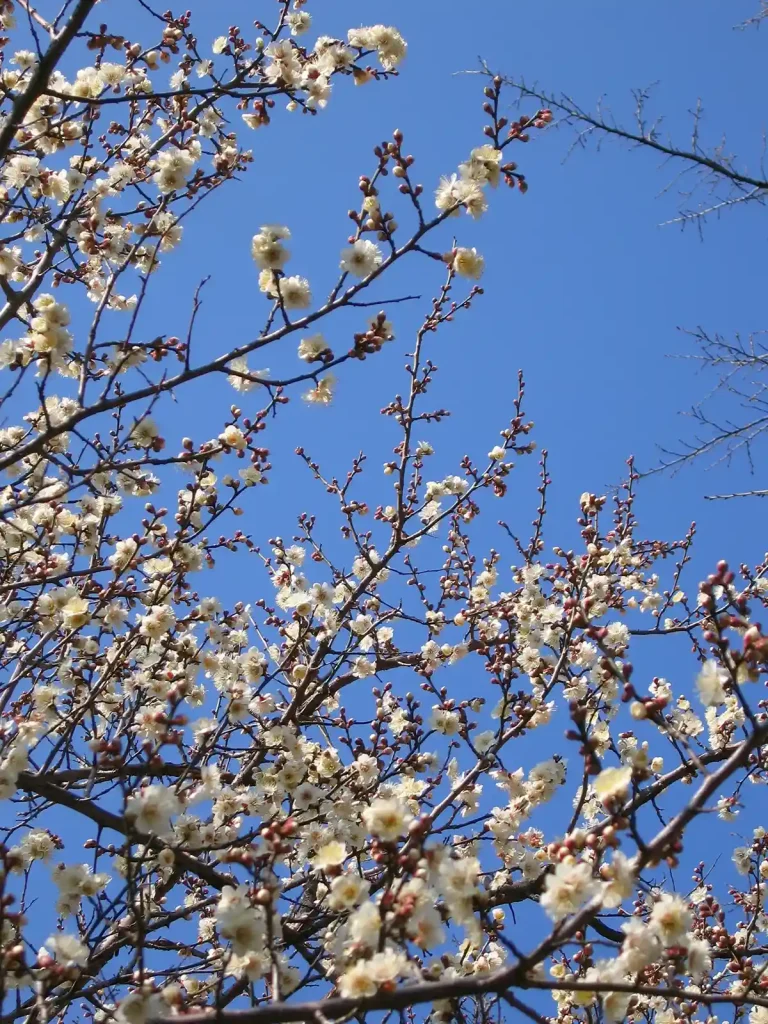 梅が咲いてた
