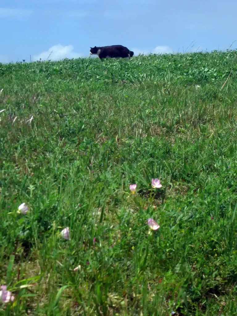 若洲の住民 さすらいのお方