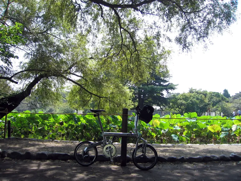 鶴岡八幡宮の蓮池